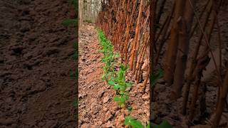 Peas 🪴 plant information farming agriculture satisfying [upl. by Julio]