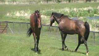 Island Heat Harness Race Horse  On Vacation at Jeff and Sally Stommens [upl. by Yerffej]