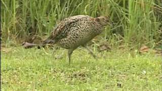 The Pearl of the Grass  Taiwan Ringnecked Pheasant 3 of 3 [upl. by Dawkins]