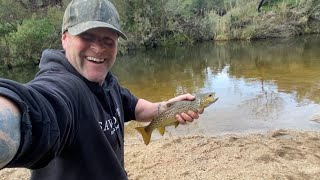 STEGLITZ  Brown Trout 🎣 🇦🇺 Morrabool River Victoria [upl. by Blinny]