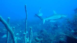 SQUALI GRIGI DEI CARAIBI CARCHARHINUS PEREZI E ALTRE AMENITA AI JARDINES DE LA REINA CUBA [upl. by Apollus]