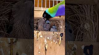 Gouldian Finch Chicks birds bird aviary pets birdsounds cute animal nature [upl. by Germain]