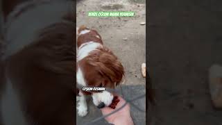 Venüs🐶Oğlum Mama😋Yermisin viralvideo dog dogshorts dogvideo dogs animals doglover shorts [upl. by Zobkiw]