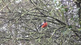 Vroege Vogels  Goudvinken [upl. by Araf]