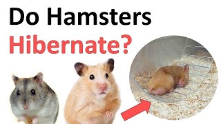 Do hamsters hibernate [upl. by Ydospahr952]