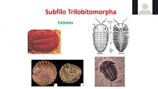 13 AULA  Filo Arthropoda Subfilo Cheliceriformes  Classe Pycnogonida e Classe Chelicerata [upl. by Nortal]