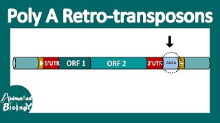 Poly A retrotransposon  LINE and SINEs [upl. by Hephzibah]