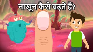 नाखून कैसे बढ़ते हैं  How Your Nails Grow In Hindi  Dr Binocs Show [upl. by Suivatnad]