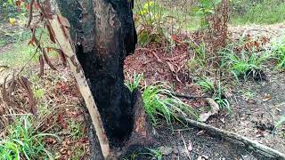 buganvilias para cerco vivo en conociendo las plantas vivero NASE [upl. by Hungarian698]