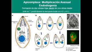 7 1 Apicomplexa [upl. by Acinnad887]