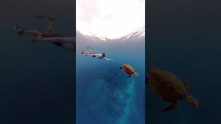 Magique de nager avec les baleines  🥹🐋 Merci à Insta360 et leur nouvelle caméra 360 X4 [upl. by Sanez]