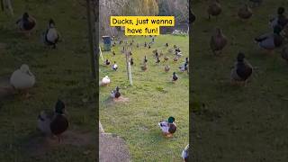 Ducks in HEACHAM are having fun [upl. by Boutis]