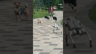 Watch real dogs meet a robot dog [upl. by Hobbs]