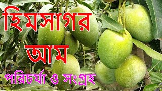 টবের গাছের হিমসাগর আম সংগ্রহ Himsagar Mango Harvest [upl. by Reahard30]