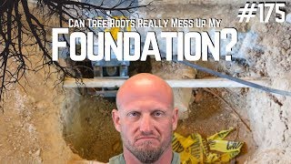 Are Tree Roots Really Damaging Foundations  Foundation Repair Tip of the Day 175 [upl. by Hemetaf361]