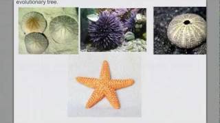 Invertebrate Diversity pt 4 Echinoderms amp Intro Chordates [upl. by Kurtis408]