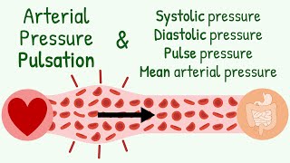 SystolicDiastolic Pressure Pulse Pressure Mean Arterial Pressure amp Transmission of Pressure Pulse [upl. by Schargel]