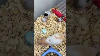 Annelik böyle bi şey işte hamster da olsan çilesi bitmiyor 😥 mother babyhamster [upl. by Alasdair]