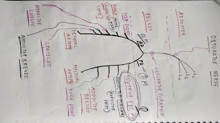 Obturator Nerve  Lower Limb Anatomy  TCML [upl. by Immanuel534]