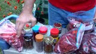 Ghost Peppers Tons of themand How to enjoy them and Bhut Jolokias httpwwwpepperjoecom [upl. by Ahsienom]