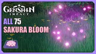 ALL 75 Sakura Bloom Locations  Efficient Farming Route  Genshin Impact [upl. by Otrebilif]