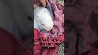 Angora rabbits give 4 baby banies so cute youtubeshort [upl. by Tutt]