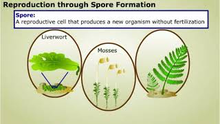 Spore formation and Apomixis [upl. by Rendrag]