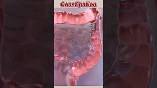 A 3D view of human Digestive system  Mechanism of digestion 3danimation biology science shorts [upl. by Krahling]