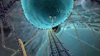 Kinesin Alive [upl. by Gerson]