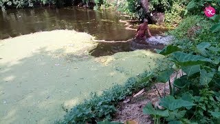 কচুরি পান পরিষ্কার করা  How to Clean Water Hyacinth from Pond Rozina’s Club [upl. by Coshow696]