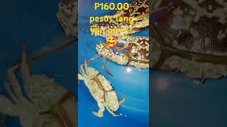 LAMBAY P16000 seafood food foodblogger foodie foodlover foodvlog [upl. by Winthrop962]