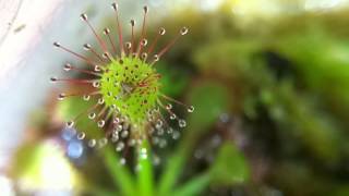 Drosera capillaris timelapse [upl. by Niriam]