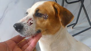 applied special medicine on poor dog to remove dirty insects feed my dogs nice food [upl. by Claudine]