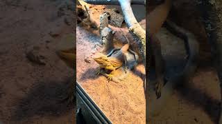 Feeding My Bearded Dragon Wax Worms beardeddragon exotic pets eating reptile dragon like eat [upl. by Langsdon]