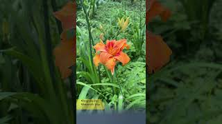 hemerocallis hemerocallisfulva lily dennature flowers shorts youtubeshorts trending nature [upl. by Ytte910]