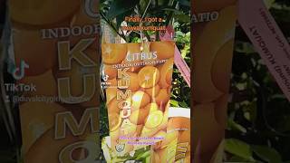 Meiwa Kumquat I finally got itgarden homesteadgarden gardening gardentrees homesteading [upl. by Charmain745]