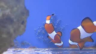 Clownfish eggs ready to hatch [upl. by Maibach]