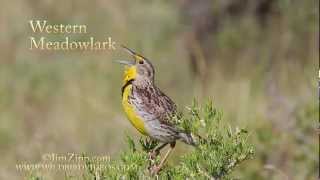 Western Meadowlark [upl. by Abisha]