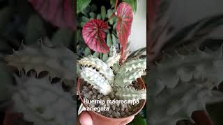 Huernia macrocarpa variegata [upl. by Alaham]