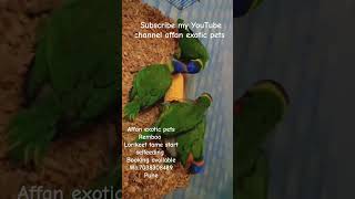 lorikeet lorikeet lori tamedbirds birds pets shortsviral reels birds parrot parrotvideo [upl. by Kawasaki499]