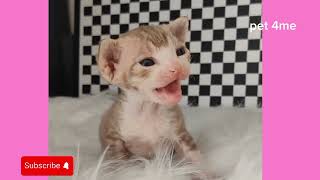 😻Funny Cute kittens 😂 viralvideo catlovers funnycats pets4meow [upl. by Llenahs836]