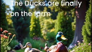 Update on the ducks [upl. by Eelrehpotsirhc508]