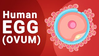 Structure of Human egg ovum  Biology  Fertilization [upl. by Nylodnarb]