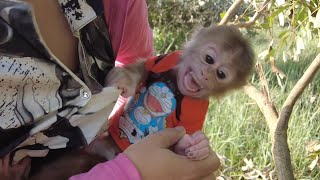 Kiti Monkeys Have Strange Behavior When Returning To The Wild Losses After Typhoon Yagi [upl. by Ross]