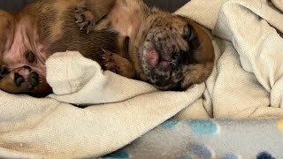 Feed 2 week old puppies TreyWayTv is live [upl. by Hunley]