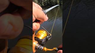 BOAT RAMP SESSIONS  Fishing Unweighted Prawns fishingvideo fishing fishingvideos fisherman [upl. by Nisen674]