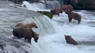 72624 bears fishing at Brooks Falls Katmai National Park [upl. by Ahseia355]