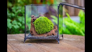 How to make a preserved moss and driftwood terrarium [upl. by Onida]