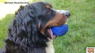 İSVİÇRE DAĞ KÖPEĞİ Badem ve sahibi ile oyunları✅ BERNESE MOUNTAIN DOG 💯 [upl. by Notsuh867]