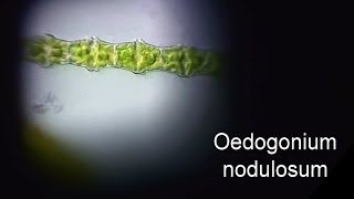 Oedogonium nodulosum [upl. by Gnuj]